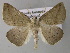  ( - BC ZSM Lep 10704)  @14 [ ] CreativeCommons - Attribution Non-Commercial Share-Alike (2010) Axel Hausmann/Bavarian State Collection of Zoology (ZSM) SNSB, Zoologische Staatssammlung Muenchen