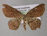  ( - BC ZSM Lep 10734)  @12 [ ] CreativeCommons - Attribution Non-Commercial Share-Alike (2010) Axel Hausmann/Bavarian State Collection of Zoology (ZSM) SNSB, Zoologische Staatssammlung Muenchen