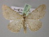  ( - BC ZSM Lep 10736)  @14 [ ] CreativeCommons - Attribution Non-Commercial Share-Alike (2010) Axel Hausmann/Bavarian State Collection of Zoology (ZSM) SNSB, Zoologische Staatssammlung Muenchen