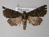  ( - BC ZSM Lep 10737)  @13 [ ] CreativeCommons - Attribution Non-Commercial Share-Alike (2010) Axel Hausmann/Bavarian State Collection of Zoology (ZSM) SNSB, Zoologische Staatssammlung Muenchen