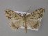  ( - BC ZSM Lep 10805)  @14 [ ] CreativeCommons - Attribution Non-Commercial Share-Alike (2010) Unspecified SNSB, Zoologische Staatssammlung Muenchen