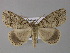  ( - BC ZSM Lep 10806)  @14 [ ] CreativeCommons - Attribution Non-Commercial Share-Alike (2010) Unspecified SNSB, Zoologische Staatssammlung Muenchen