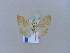  ( - BC ZSM Lep 10907)  @13 [ ] CreativeCommons - Attribution Non-Commercial Share-Alike (2010) Unspecified SNSB, Zoologische Staatssammlung Muenchen