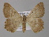  ( - BC ZSM Lep 11053)  @14 [ ] CreativeCommons - Attribution Non-Commercial Share-Alike (2010) Unspecified SNSB, Zoologische Staatssammlung Muenchen