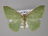  ( - BC ZSM Lep 10810)  @13 [ ] CreativeCommons - Attribution Non-Commercial Share-Alike (2010) Unspecified SNSB, Zoologische Staatssammlung Muenchen