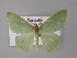  (Chlorocoma AH01a - BC ZSM Lep 10813)  @14 [ ] CreativeCommons - Attribution Non-Commercial Share-Alike (2010) Unspecified SNSB, Zoologische Staatssammlung Muenchen