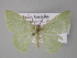  ( - BC ZSM Lep 10814)  @13 [ ] CreativeCommons - Attribution Non-Commercial Share-Alike (2010) Unspecified SNSB, Zoologische Staatssammlung Muenchen