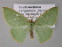  ( - BC ZSM Lep 10815)  @13 [ ] CreativeCommons - Attribution Non-Commercial Share-Alike (2010) Unspecified SNSB, Zoologische Staatssammlung Muenchen