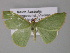  ( - BC ZSM Lep 10818)  @13 [ ] CreativeCommons - Attribution Non-Commercial Share-Alike (2010) Unspecified SNSB, Zoologische Staatssammlung Muenchen