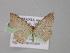  ( - BC ZSM Lep 10137)  @13 [ ] CreativeCommons - Attribution Non-Commercial Share-Alike (2010) Unspecified SNSB, Zoologische Staatssammlung Muenchen