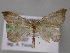  (Anachloris uncinataAH02 - BC ZSM Lep 10686)  @13 [ ] CreativeCommons - Attribution Non-Commercial Share-Alike (2010) Axel Hausmann/Bavarian State Collection of Zoology (ZSM) SNSB, Zoologische Staatssammlung Muenchen