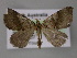  ( - BC ZSM Lep 10688)  @13 [ ] CreativeCommons - Attribution Non-Commercial Share-Alike (2010) Axel Hausmann/Bavarian State Collection of Zoology (ZSM) SNSB, Zoologische Staatssammlung Muenchen