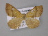  ( - BC ZSM Lep 10775)  @13 [ ] CreativeCommons - Attribution Non-Commercial Share-Alike (2010) Unspecified SNSB, Zoologische Staatssammlung Muenchen