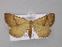  ( - BC ZSM Lep 10777)  @13 [ ] CreativeCommons - Attribution Non-Commercial Share-Alike (2010) Unspecified SNSB, Zoologische Staatssammlung Muenchen