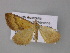  ( - BC ZSM Lep 10778)  @13 [ ] CreativeCommons - Attribution Non-Commercial Share-Alike (2010) Unspecified SNSB, Zoologische Staatssammlung Muenchen