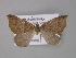  ( - BC ZSM Lep 10780)  @13 [ ] CreativeCommons - Attribution Non-Commercial Share-Alike (2010) Unspecified SNSB, Zoologische Staatssammlung Muenchen