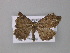  ( - BC ZSM Lep 10781)  @12 [ ] CreativeCommons - Attribution Non-Commercial Share-Alike (2010) Unspecified SNSB, Zoologische Staatssammlung Muenchen