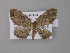  ( - BC ZSM Lep 10782)  @12 [ ] CreativeCommons - Attribution Non-Commercial Share-Alike (2010) Unspecified SNSB, Zoologische Staatssammlung Muenchen