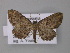  (Eccymatoge fulvida - BC ZSM Lep 10784)  @14 [ ] CreativeCommons - Attribution Non-Commercial Share-Alike (2010) Unspecified SNSB, Zoologische Staatssammlung Muenchen