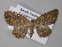  ( - BC ZSM Lep 10792)  @13 [ ] CreativeCommons - Attribution Non-Commercial Share-Alike (2010) Unspecified SNSB, Zoologische Staatssammlung Muenchen