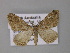  (Epyaxa sodaliataAH01 - BC ZSM Lep 10845)  @14 [ ] CreativeCommons - Attribution Non-Commercial Share-Alike (2010) Unspecified SNSB, Zoologische Staatssammlung Muenchen