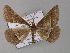  ( - BC ZSM Lep 01954)  @14 [ ] CreativeCommons - Attribution Non-Commercial Share-Alike (2010) Unspecified SNSB, Zoologische Staatssammlung Muenchen