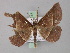  ( - BC ZSM Lep 02315)  @13 [ ] CreativeCommons - Attribution Non-Commercial Share-Alike (2010) Unspecified SNSB, Zoologische Staatssammlung Muenchen