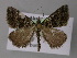  ( - BC ZSM Lep 10683)  @13 [ ] CreativeCommons - Attribution Non-Commercial Share-Alike (2010) Axel Hausmann/Bavarian State Collection of Zoology (ZSM) SNSB, Zoologische Staatssammlung Muenchen