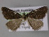  ( - BC ZSM Lep 10684)  @12 [ ] CreativeCommons - Attribution Non-Commercial Share-Alike (2010) Axel Hausmann/Bavarian State Collection of Zoology (ZSM) SNSB, Zoologische Staatssammlung Muenchen