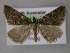  ( - BC ZSM Lep 10687)  @13 [ ] CreativeCommons - Attribution Non-Commercial Share-Alike (2010) Axel Hausmann/Bavarian State Collection of Zoology (ZSM) SNSB, Zoologische Staatssammlung Muenchen