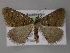  ( - BC ZSM Lep 10694)  @12 [ ] CreativeCommons - Attribution Non-Commercial Share-Alike (2010) Axel Hausmann/Bavarian State Collection of Zoology (ZSM) SNSB, Zoologische Staatssammlung Muenchen