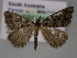  ( - BC ZSM Lep 10756)  @13 [ ] CreativeCommons - Attribution Non-Commercial Share-Alike (2010) Axel Hausmann/Bavarian State Collection of Zoology (ZSM) SNSB, Zoologische Staatssammlung Muenchen