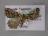  ( - BC ZSM Lep 10757)  @11 [ ] CreativeCommons - Attribution Non-Commercial Share-Alike (2010) Axel Hausmann/Bavarian State Collection of Zoology (ZSM) SNSB, Zoologische Staatssammlung Muenchen