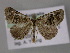  ( - BC ZSM Lep 10760)  @14 [ ] CreativeCommons - Attribution Non-Commercial Share-Alike (2010) Axel Hausmann/Bavarian State Collection of Zoology (ZSM) SNSB, Zoologische Staatssammlung Muenchen