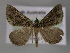  ( - BC ZSM Lep 10762)  @13 [ ] CreativeCommons - Attribution Non-Commercial Share-Alike (2010) Axel Hausmann/Bavarian State Collection of Zoology (ZSM) SNSB, Zoologische Staatssammlung Muenchen