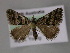  ( - BC ZSM Lep 10763)  @11 [ ] CreativeCommons - Attribution Non-Commercial Share-Alike (2010) Axel Hausmann/Bavarian State Collection of Zoology (ZSM) SNSB, Zoologische Staatssammlung Muenchen