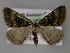  (Dichromodes AH07 - BC ZSM Lep 10764)  @14 [ ] CreativeCommons - Attribution Non-Commercial Share-Alike (2010) Axel Hausmann/Bavarian State Collection of Zoology (ZSM) SNSB, Zoologische Staatssammlung Muenchen