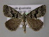  (Dichromodes AH09 - BC ZSM Lep 10767)  @14 [ ] CreativeCommons - Attribution Non-Commercial Share-Alike (2010) Axel Hausmann/Bavarian State Collection of Zoology (ZSM) SNSB, Zoologische Staatssammlung Muenchen