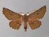  ( - BC ZSM Lep 10786)  @14 [ ] CreativeCommons - Attribution Non-Commercial Share-Alike (2010) Unspecified SNSB, Zoologische Staatssammlung Muenchen