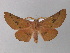  ( - BC ZSM Lep 10787)  @12 [ ] CreativeCommons - Attribution Non-Commercial Share-Alike (2010) Unspecified SNSB, Zoologische Staatssammlung Muenchen