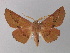  ( - BC ZSM Lep 10788)  @13 [ ] CreativeCommons - Attribution Non-Commercial Share-Alike (2010) Unspecified SNSB, Zoologische Staatssammlung Muenchen