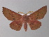  ( - BC ZSM Lep 10789)  @14 [ ] CreativeCommons - Attribution Non-Commercial Share-Alike (2010) Unspecified SNSB, Zoologische Staatssammlung Muenchen