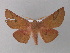  ( - BC ZSM Lep 10790)  @13 [ ] CreativeCommons - Attribution Non-Commercial Share-Alike (2010) Unspecified SNSB, Zoologische Staatssammlung Muenchen