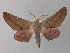  ( - BC ZSM Lep 10798)  @14 [ ] CreativeCommons - Attribution Non-Commercial Share-Alike (2010) Unspecified SNSB, Zoologische Staatssammlung Muenchen