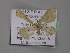  ( - BC ZSM Lep 01956)  @13 [ ] CreativeCommons - Attribution Non-Commercial Share-Alike (2010) Unspecified SNSB, Zoologische Staatssammlung Muenchen