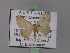 (Scopula EF07 - BC ZSM Lep 02302)  @14 [ ] CreativeCommons - Attribution Non-Commercial Share-Alike (2010) Unspecified SNSB, Zoologische Staatssammlung Muenchen