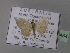  ( - BC ZSM Lep 02484)  @12 [ ] CreativeCommons - Attribution Non-Commercial Share-Alike (2010) Unspecified SNSB, Zoologische Staatssammlung Muenchen