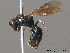  (Hylaeus nigritus - BC ZSM HYM 10084)  @15 [ ] CreativeCommons - Attribution Non-Commercial Share-Alike (2010) ZSM (Zoologische Staatssammlung Muenchen) SNSB, Zoologische Staatssammlung Muenchen