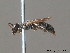  (Hylaeus angustatus - BC ZSM HYM 10089)  @14 [ ] CreativeCommons - Attribution Non-Commercial Share-Alike (2010) ZSM (Zoologische Staatssammlung Muenchen) SNSB, Zoologische Staatssammlung Muenchen