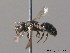  ( - BC ZSM HYM 10093)  @14 [ ] CreativeCommons - Attribution Non-Commercial Share-Alike (2010) ZSM (Zoologische Staatssammlung Muenchen) SNSB, Zoologische Staatssammlung Muenchen